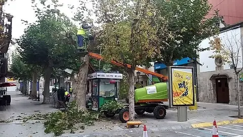 Esporga d'arbres portada