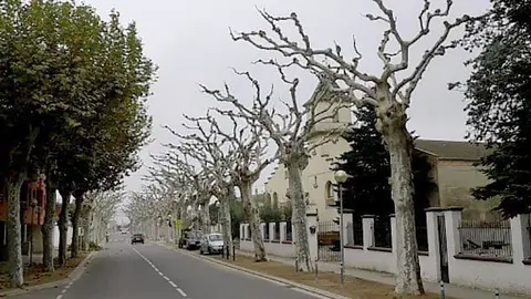 Els plataners esporgats de l'avinguda Sant Roc del Palau d'Anglesola