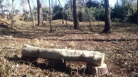 <p>El bosc del Racó del Marca</p>