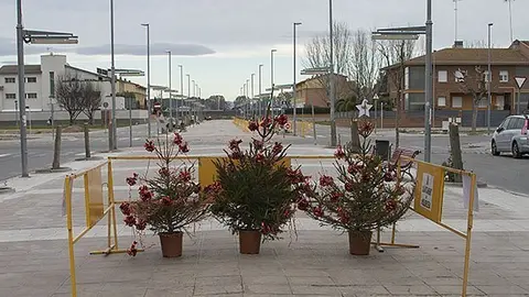Recollida arbres de Nadal