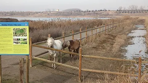 <p>Els cavalls de la Camarga que van arribar a l'Estany el 2009</p>