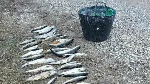 Les carpes i truites decomissades pels Agents Rurals