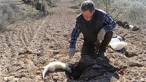 Una de les fures usades avui al Parc de Sant Eloi de Tàrrega portada