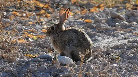 Plaga de conills a la demarcació de Lleida ©Imatge d'arxiu