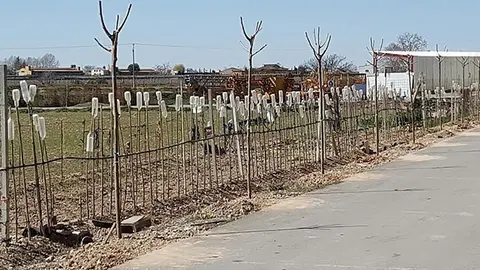 Les moreres plantades al  carrer Jacint Verdaguer de Vila-sana
