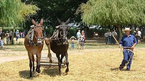 Festa del batre a la Fuliola