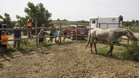 El cavall de la Camarga que arriba a l'Estany d'Ivars i Vila-sana