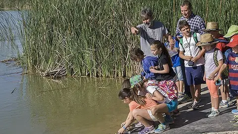 Alliberament de tortugues Portada
