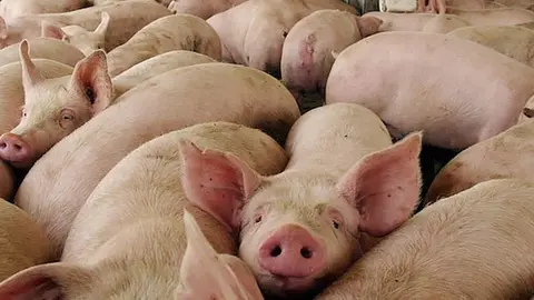 Pigs owned by Agrosuper stand together in a pen in Peralillo, Chile, south of Santiago Tuesday, Dec. 28, 2004. The Chilean pork producing company is implementing a program to eliminate methane fumes from animal waste. (AP Photo/Tomas Munita) CHILE CLIMATE MANURE ROUTE