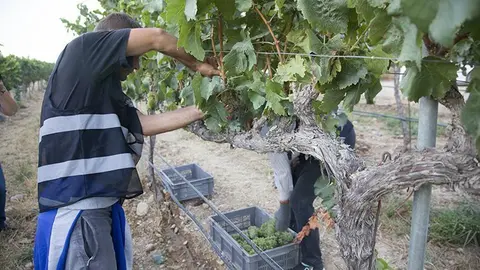 La verema en les finques del celler Raimat