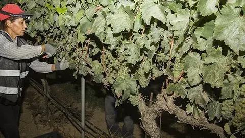 Inici verema del celler familiar Raimat
