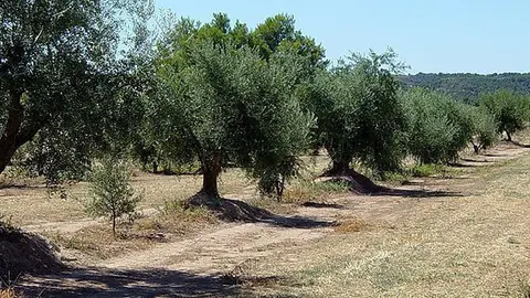 Paisatges de l'Oli a les Garrigues Altes propostes turístiques
