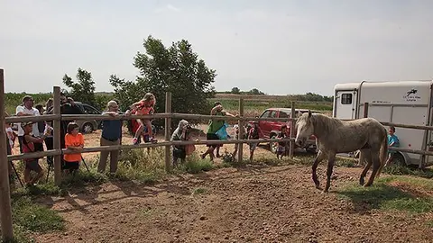 El cavall Boira Senill el dia de l'arribada a l'Estany d'Ivars i Vila-sana