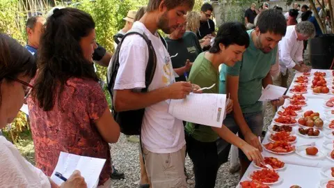 Els participants van tastar i puntuar les 22 varietats de tomàquet conreades ok