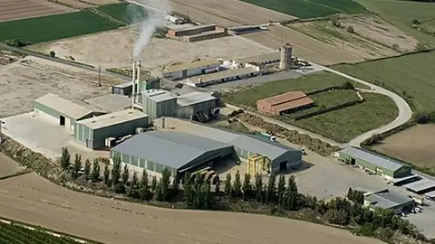 Planta d&#39;Aldahra Fagavi  a Ivars d&#39;Urgell