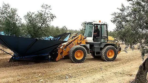 La Cooperativa de Maials inicia la campanya de recol·lecció