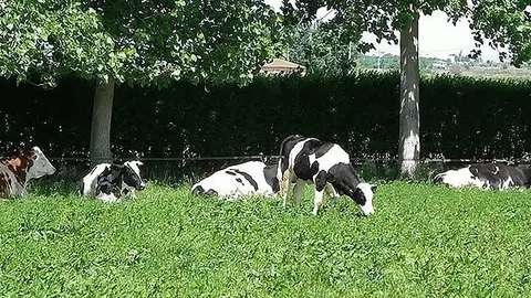 La ramaderia de la lleteria Les Obagues