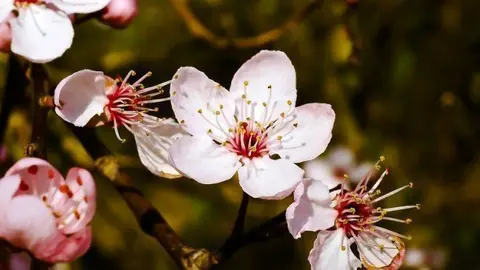 almendro1