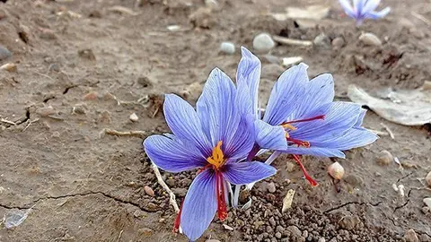 Plantes de safrà en una finca de les Garrigues