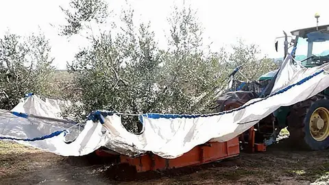 Collita de olives de l&#39;actual campanya