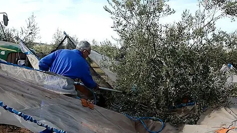Collita de olives de l'actual campanya