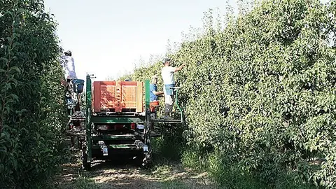 Collita de fruita en una finca lleidatana