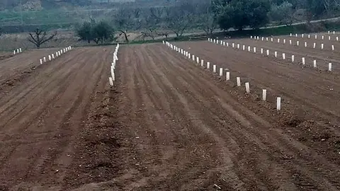 Pla general d'una finca de l'Horta de Lleida que ha patit el robatori d'arbres fruiters. (Horitzontal)