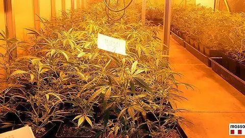 foto plantes marihuana segria portada