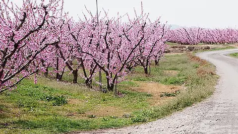 Paisatge dels arbres florits en la temporada de la floració a Aitona 1