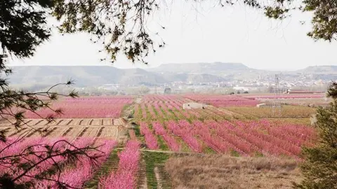 Paisatge dels arbres florits en la temporada de la floració a Aitona