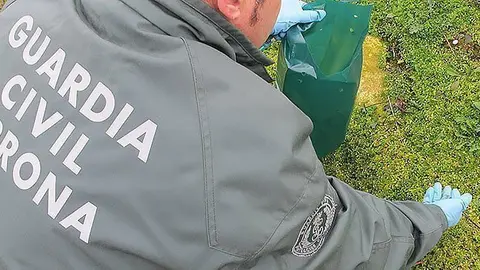 foto seprona portada