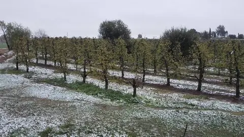 Imatge dels conreus aquest mati al Pla d'Urgell