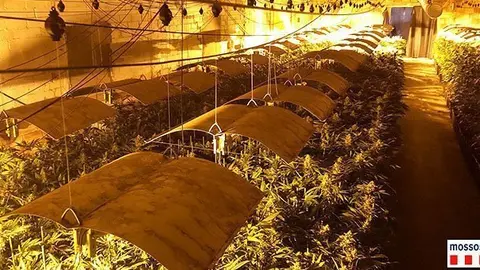 Imatges facilitades pels Mossos d&#39;Esquadra amb les plantes de marihuana
