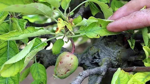 Poma afectada a l&#39;arbre d&#39;una finca de Castellnou de Seana