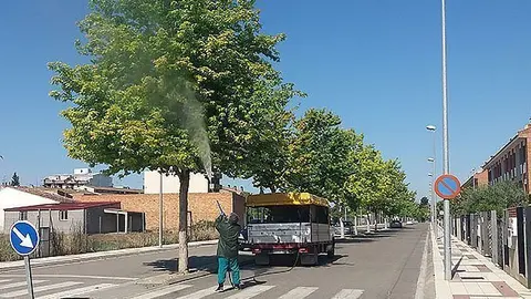 Mollerussa pugó i cendrosa portada