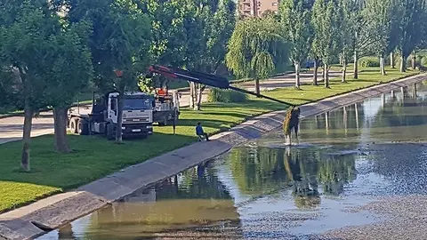Treballs de neteja del tran urbà del riu Segre a Balaguer