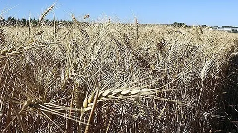 Pla general on es poden veure espigues de blat a punt de ser segades en una finca de Mollerussa el 30 de juny de 2017. (Horitzontal)