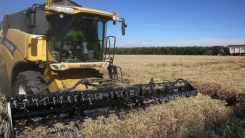 Imatge d'una màquina recollint el blat. Foto: ACN