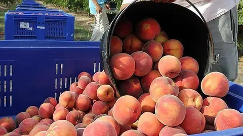 Soses. Contra d'estiu. Temporer de la fruita. Temporesrs del pressec.