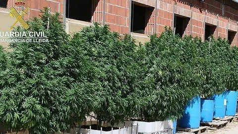 foto marihuana balaguer acn portada