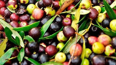 La producció d&#39;oli es reduirà un 10%