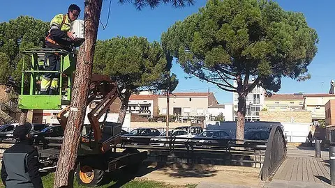 Mollerussa sistema per dissuadir estornells portada