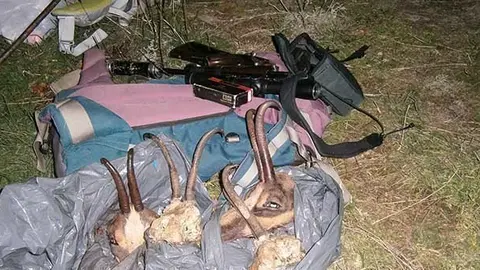 El material comissat pels agents rurals del furtiu d'isard a Alt Àneu