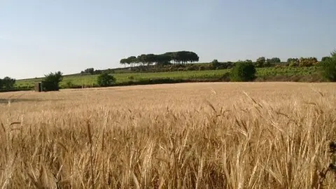 Cultius de blat a la demarcació de Lleida