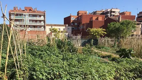 Els horts socials impulsats per l'Ajuntament de Tàrrega
