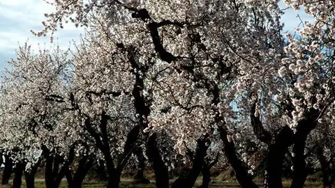 Camp d'ametllers florits en una de les rutes a les Garrigues