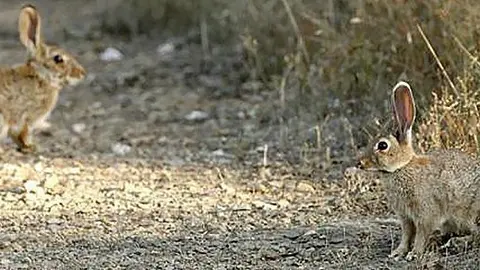 Imatge de conills en una finca del Pla d'Urgell