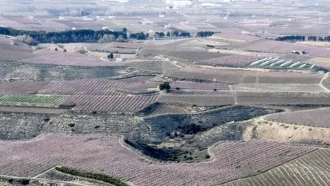 Imatges dels fruiters florits des de l'aire