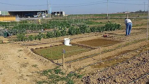 Els horts municipals d'Alcarràs