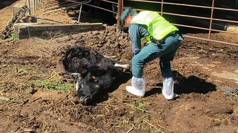 Un dels membres de la Guàrdia Civil recollint proves d'un dels animals